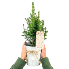 Christmas tree in white pot with star