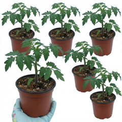 Set of 3 or 6 Large Plants - Tomato Bush Steak (Megabyte), Ready to Plant in Your Garden