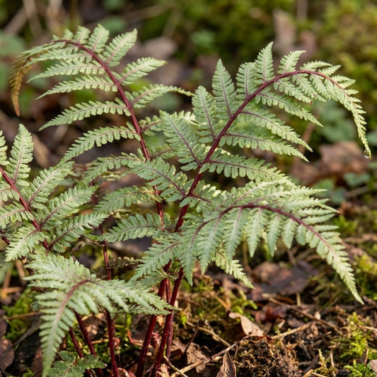 Lady Fern Athyrium Lady in Red Hardy Perennial Plants, Shade Garden Ready, Outdoor Fern, 11cm or 1L Root Ball