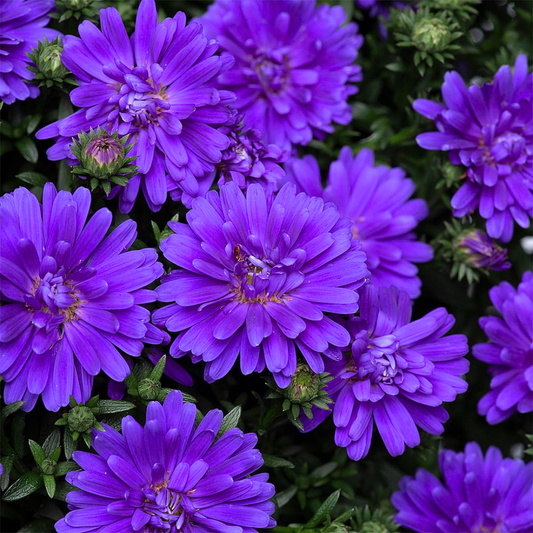 Aster Alpha Dark Purple Space | 2L Pot
