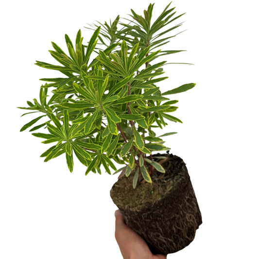 Euphorbia Ascot Rainbow | 2L Pot