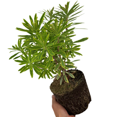 Euphorbia Ascot Rainbow | 2L Pot