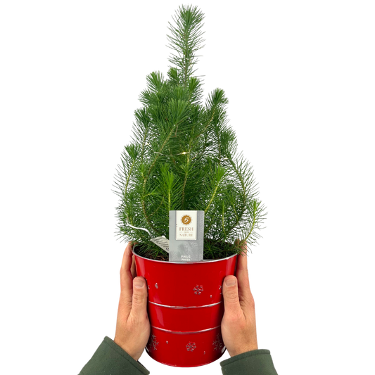 Christmas tree in red metal planter with lights