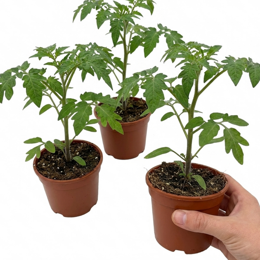 Set of 3 or 6 Large Plants - Tomato Ricola Fire & Lightning, Ready to Plant in Your Garden