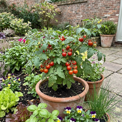 Set of 3 or 6 Large Plants - Tomato Summerlast Variety, Ready to Plant in Your Garden