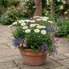 Set of 3 or 6 Leucanthemum Madonna White Shasta Daisy Plants, Hardy Perennial, 11cm or 1L Root Ball