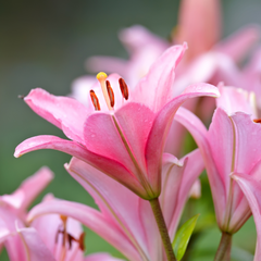 Asiatic Lily Pink | 3 or 6 1L Pots