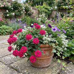 Verbena Trailing Magelana Hot Rose Plants, Summer Bedding Garden Ready, 10.5cm Root-Ball
