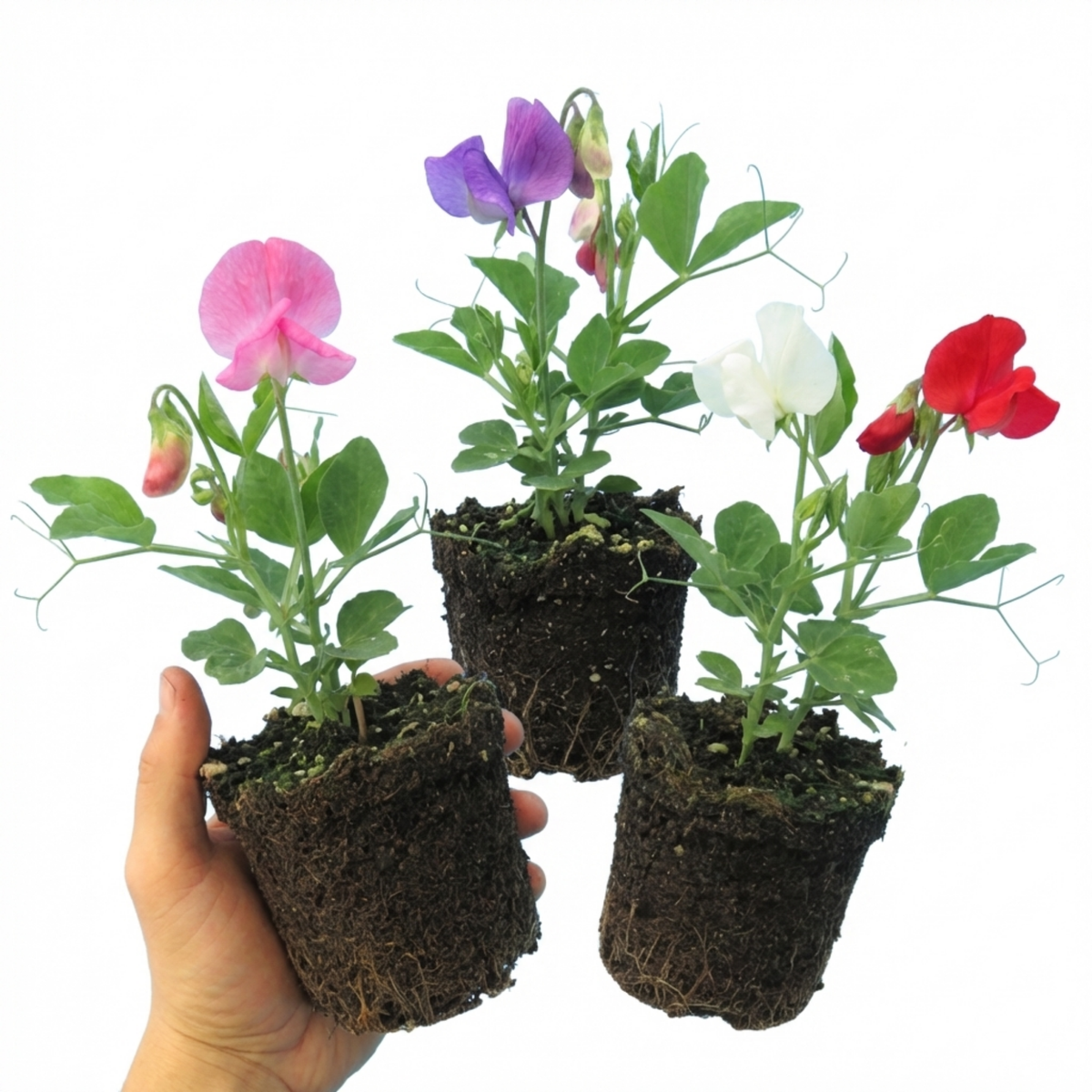 Sweet Pea Spencer Mix, 10.5 cm Rootballs