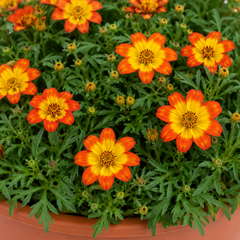 1 Bidens Taka Tuka Orange Yellow Brush, Outdoor Summer Flowering Bedding Plant, 21cm Root-Ball