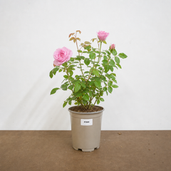 3Ltr Pink Patio Rose Bush, Outdoor Garden Ready, Pots