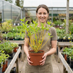 Cornus Flaviramea Yellow Twig Dogwood Plant, Hardy Winter Stem Shrub, Litre Root Ball