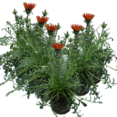 Gazania Kiss Red | 3 or 6 1L Pots