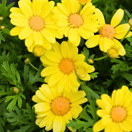 Argyranthemum Madeira Yellow | 3 or 6 1L Pots