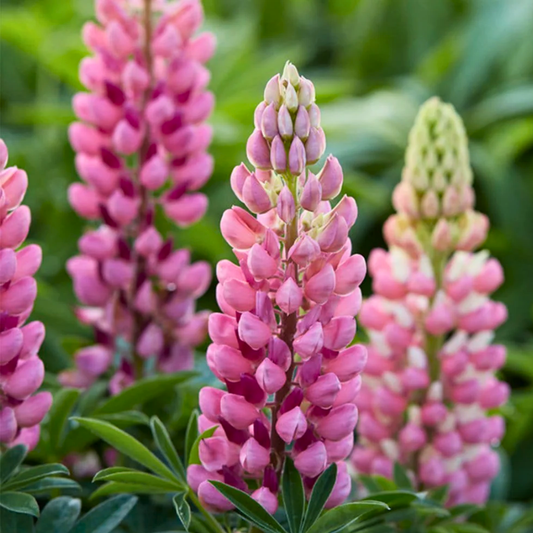 Lupin Legendary Rose Shades | 2L Pot