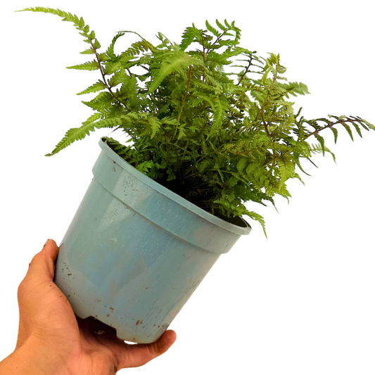 Japanese Painted Fern Athyrium Pictum/Metallicum | 2L Pot