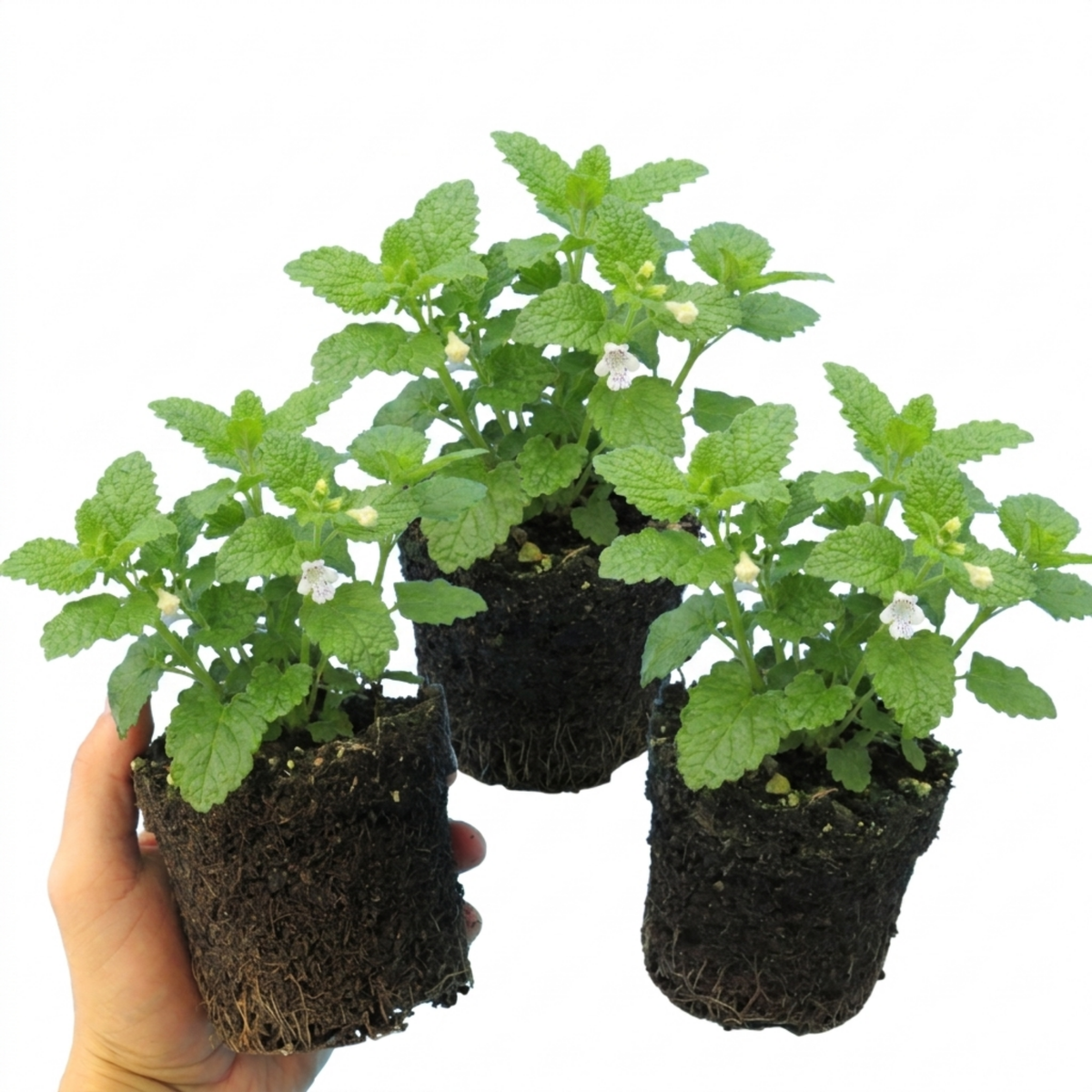 Set of 3 or 6 Lemon Balm Mint Plants Fresh Live Hardy Perennial Herb Garden Ready Plants 1 Litre Root Ball