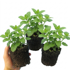 Set of 3 or 6 Lemon Balm Mint Plants Fresh Live Hardy Perennial Herb Garden Ready Plants 1 Litre Root Ball