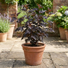 1 Physocarpus Diabolo Ninebark Plant, Dark Purple Foliage Hardy Perennial Shrub, 3 Litre Root Ball