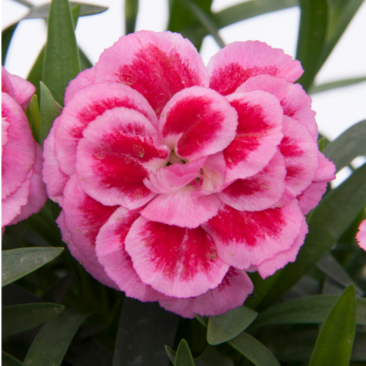 Set of 3 Large Plants - Dianthus Oscar Pink Purple, Outdoor Garden Ready