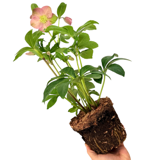 Hellebore Rosemary
