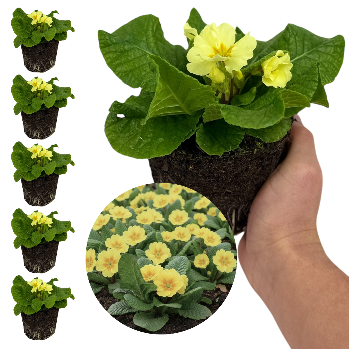 Primrose Sweet 16 | 3 or 6 1L Pots