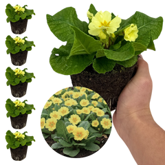 Primrose Sweet 16 | 3 or 6 1L Pots