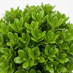 Pittosporum Golf Ball Evergreen Shrub, Hardy Low Maintenance Outdoor Garden Plant, Litre Root-Ball