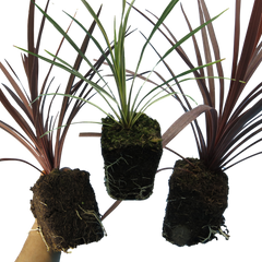 Cordyline Collection  | 3 or 6 1L Pots