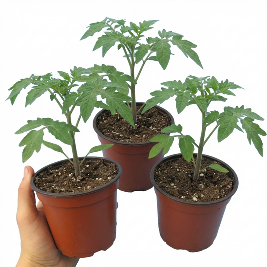 Set of 3 or 6 Large Plants - Tomato Sweet Million Variety, Ready to Plant in Your Garden