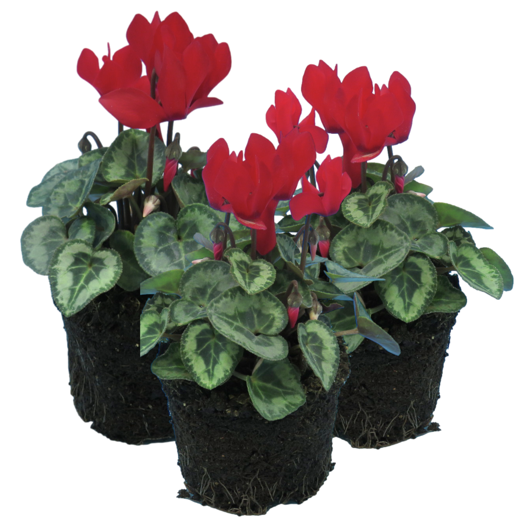 Cyclamen Silver Leaf Scarlet | 3 or 6 1L Pots