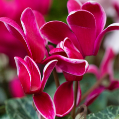 Cyclamen Bicolour Rouge Flame | 3 or 6 1L Pots