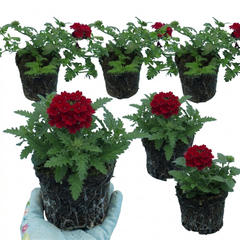 Verbena Trailing Deep Red Plants, Summer Flowering Bedding, Hanging Basket & Outdoor Garden Ready, 10.5cm Root Ball