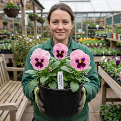 Hardy Pansy Plants Pink with Blotch, Garden Ready Spring & Autumn Flowering, 3Ltr Root Ball