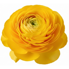 Rannunculus Vortex Golden Yellow