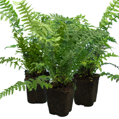 Male Fern | 3 or 6 1L Pots