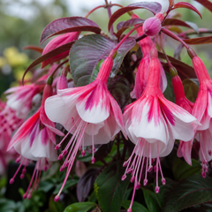 1 Large Plant - Upright Fuchsia Fuchsita Pink & White, Outdoor Garden Ready, 2L
