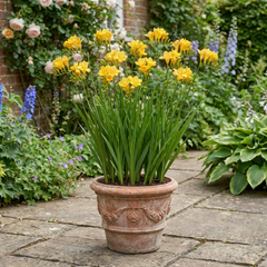 1 Freesia Gold River Outdoor Garden Plant, Fragrant Hardy Summer Flowering Perennial, 2 Litre Root Ball