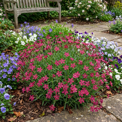 Silene Schafta Hardy Perennial Plants, Pink Flowering Ground Cover for Rockery, Litre Root Ball