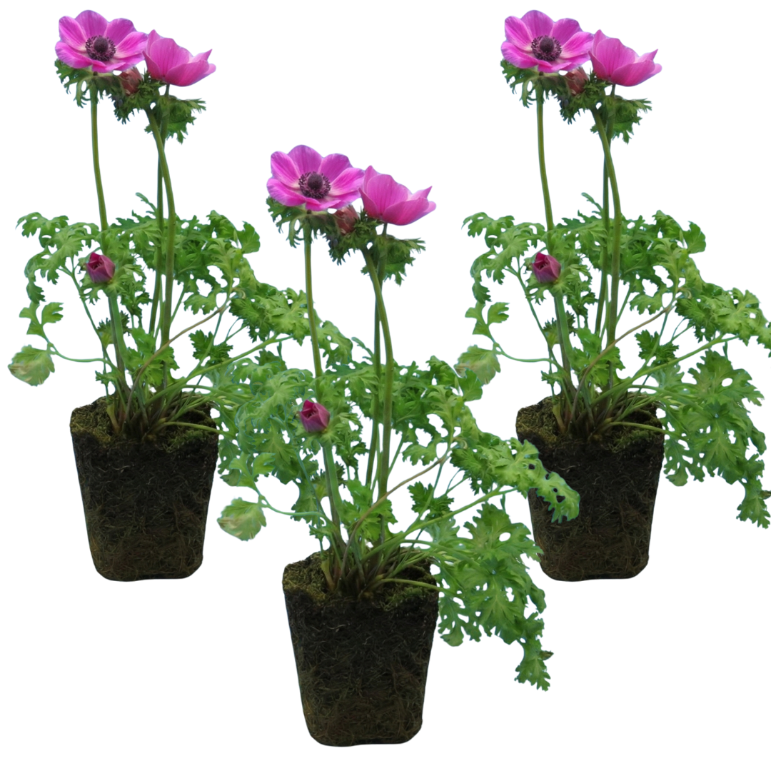 Anemone ‘Harmony Orchid’, Ready to Plant in Your Garden