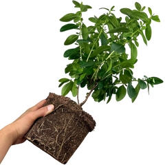 Escallonia Pink Elle | 3L Pot