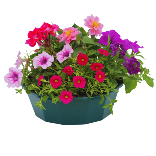 7 Colour Coordinated Plants - Sophistication Theme Speedplanter, Garden Ready