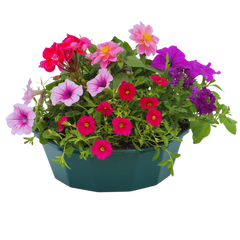 7 Colour Coordinated Plants - Sophistication Theme Speedplanter, Garden Ready