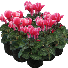 Cyclamen Bicolour Rouge Flame | 3 or 6 1L Pots