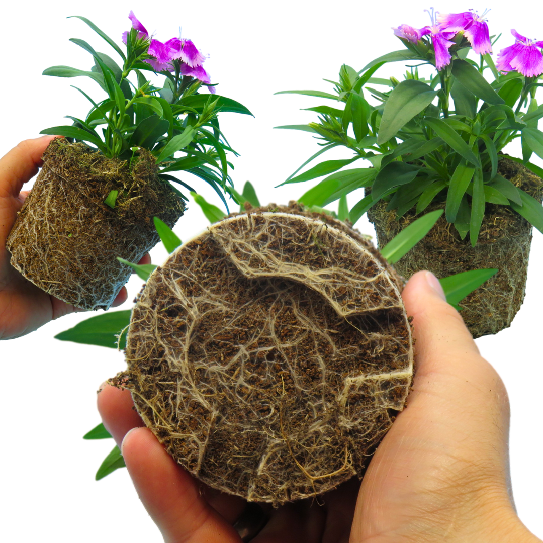 Dianthus Lilac | 3 or 6 Plants