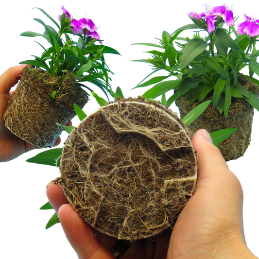 Dianthus Lilac 10.5cm