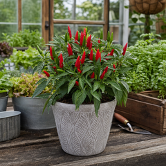 1 Apache Chilli Pepper Plant, Live Hot Pepper, Patio Ready, Grow Your Own Chilli, 2Ltr Root Ball