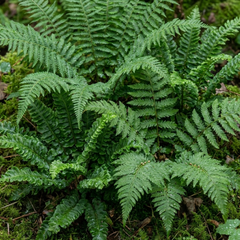 Set of 3 or 6 Soft Shield Fern Polystichum Setiferum Plants, Hardy Evergreen Shade Perennials, 1 Litre Root-Ball