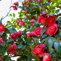 Camellia Red | 3L Pot