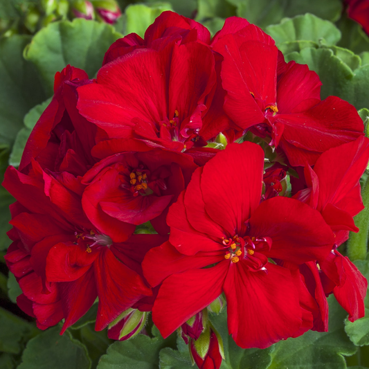 Set of 6 Large Plants-Geranium Calliope Dark Red, Ready To Plant In Your Garden